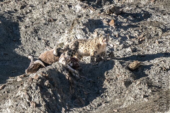 Schneeleopard, Foto: Torsten Westphal, Lizenz: Torsten Westphal