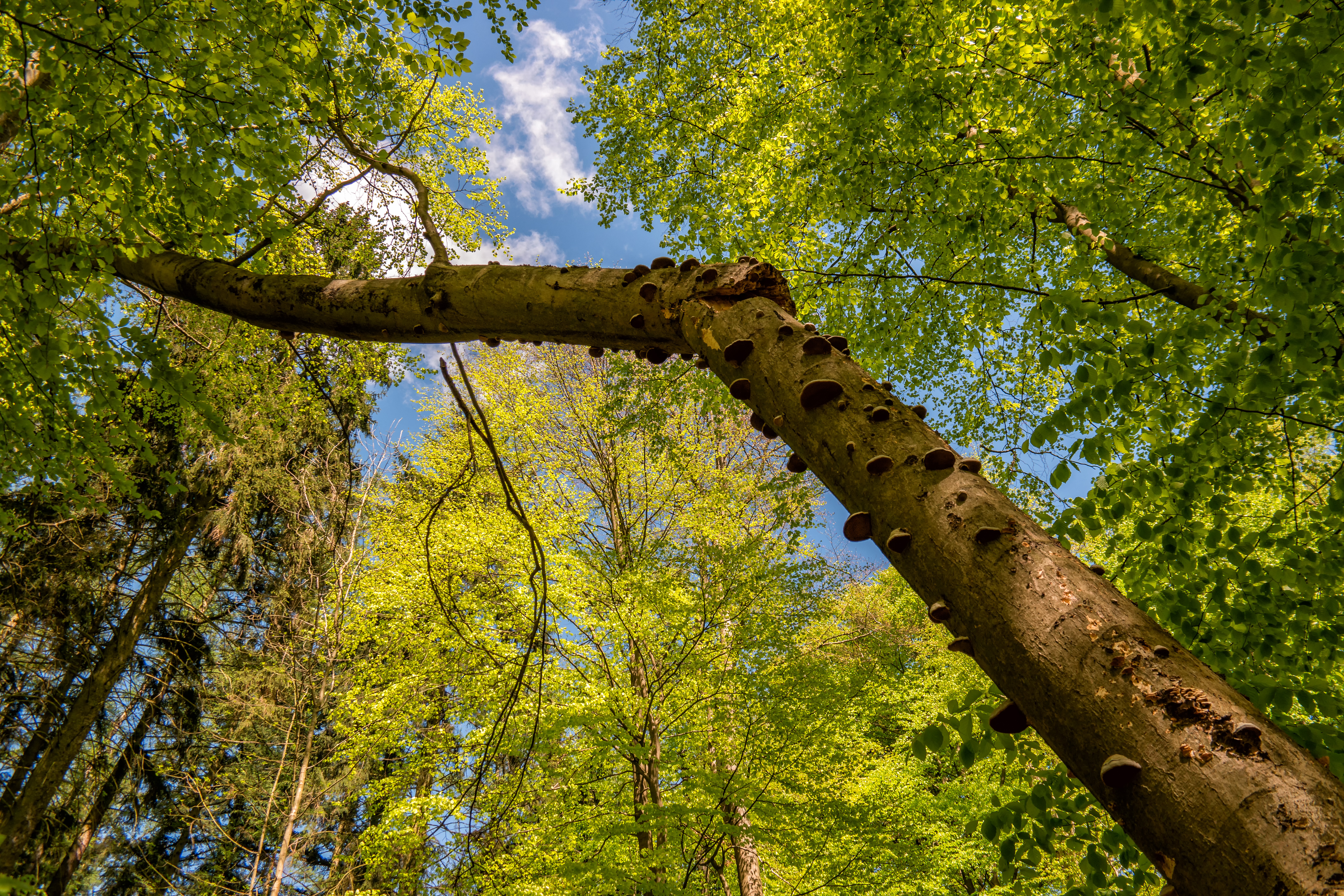 Foto: M.Komm, Lizenz: M.Komm