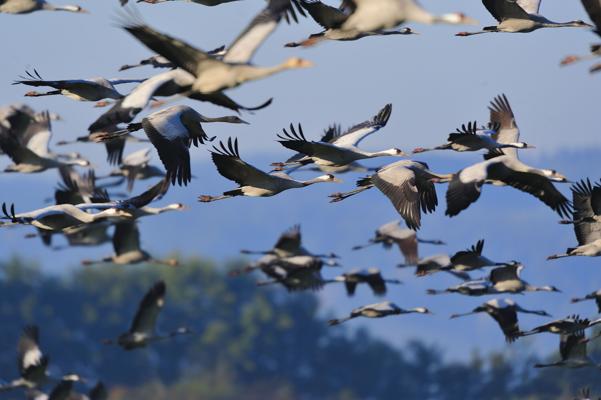 Kranichüberflug, Foto: Frank Koch, Lizenz: NaturSchutzFonds Brandenburg