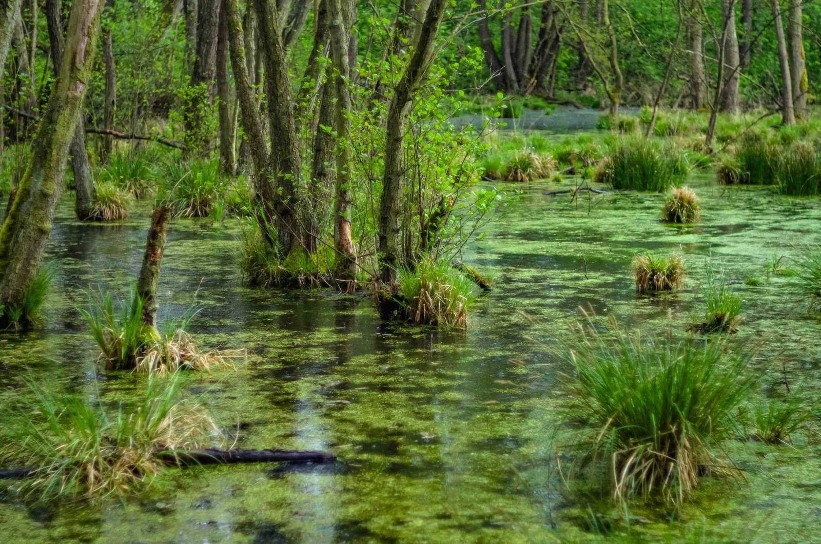 Naturschutzgebiet Zarth, Foto: Ingo Schiller, Lizenz: Ingo Schiller