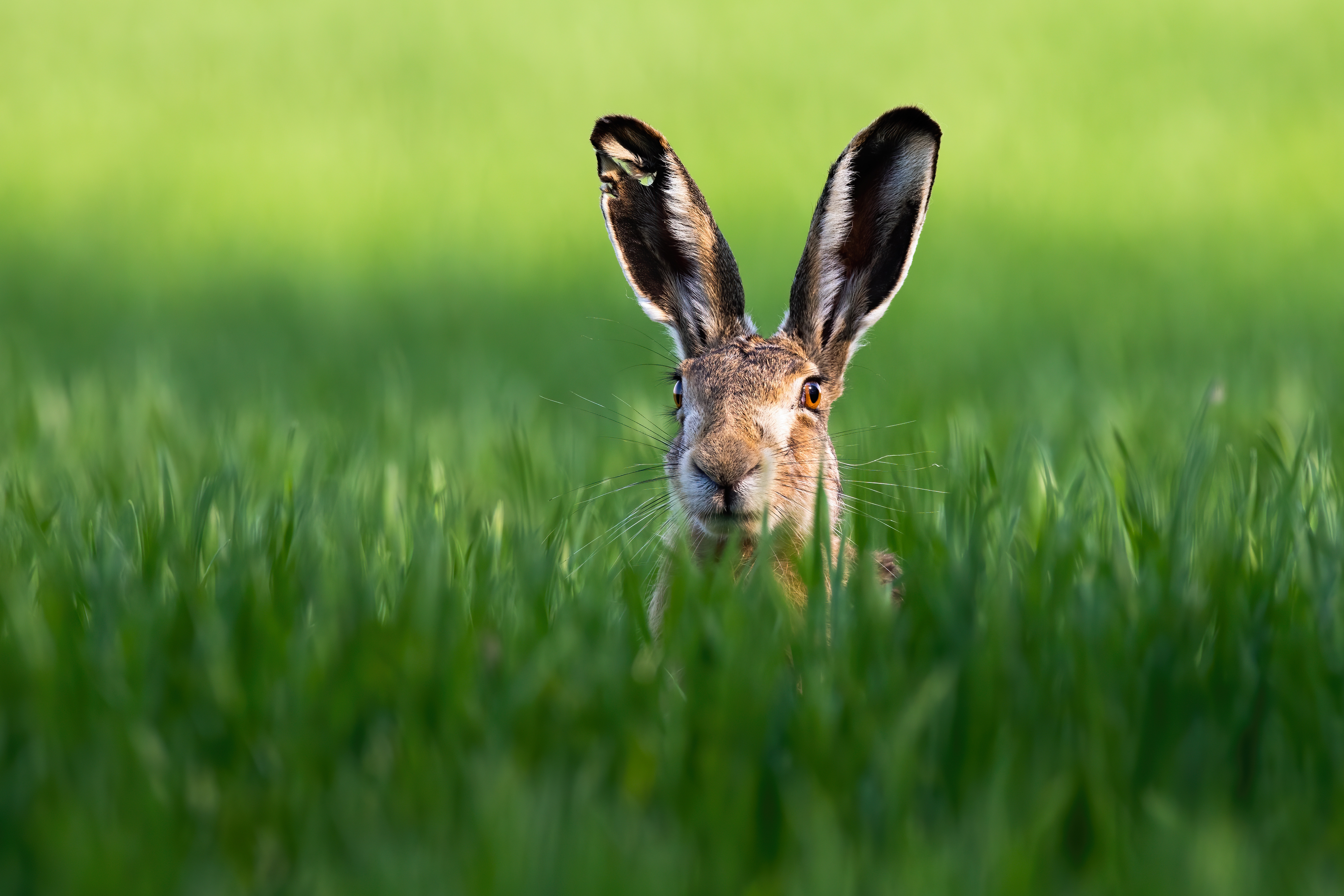 Foto: AdobeStock_291341599, Lizenz: Heinz Sielmann Stiftung