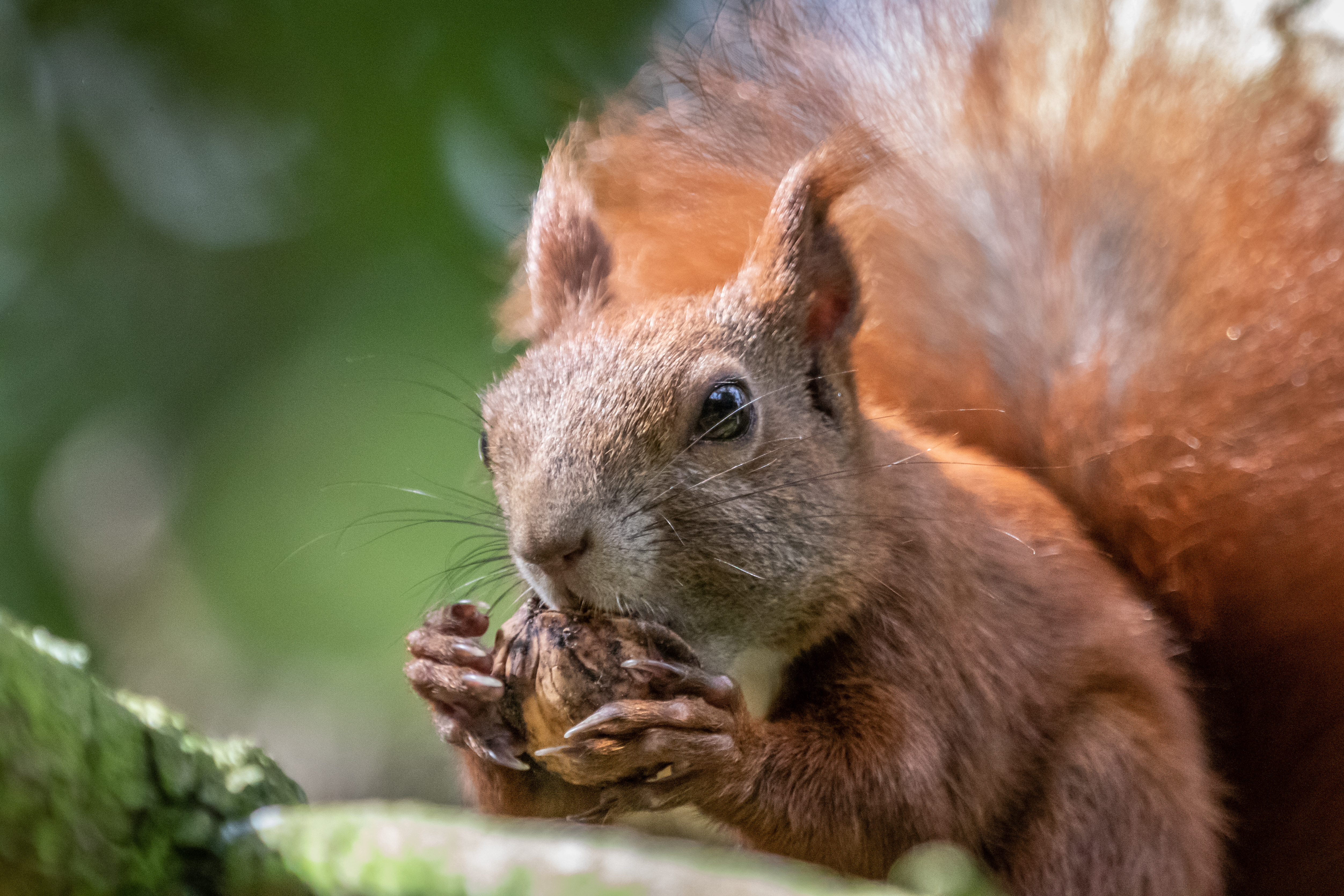 Foto: M.Scharping, Lizenz: M.Scharping