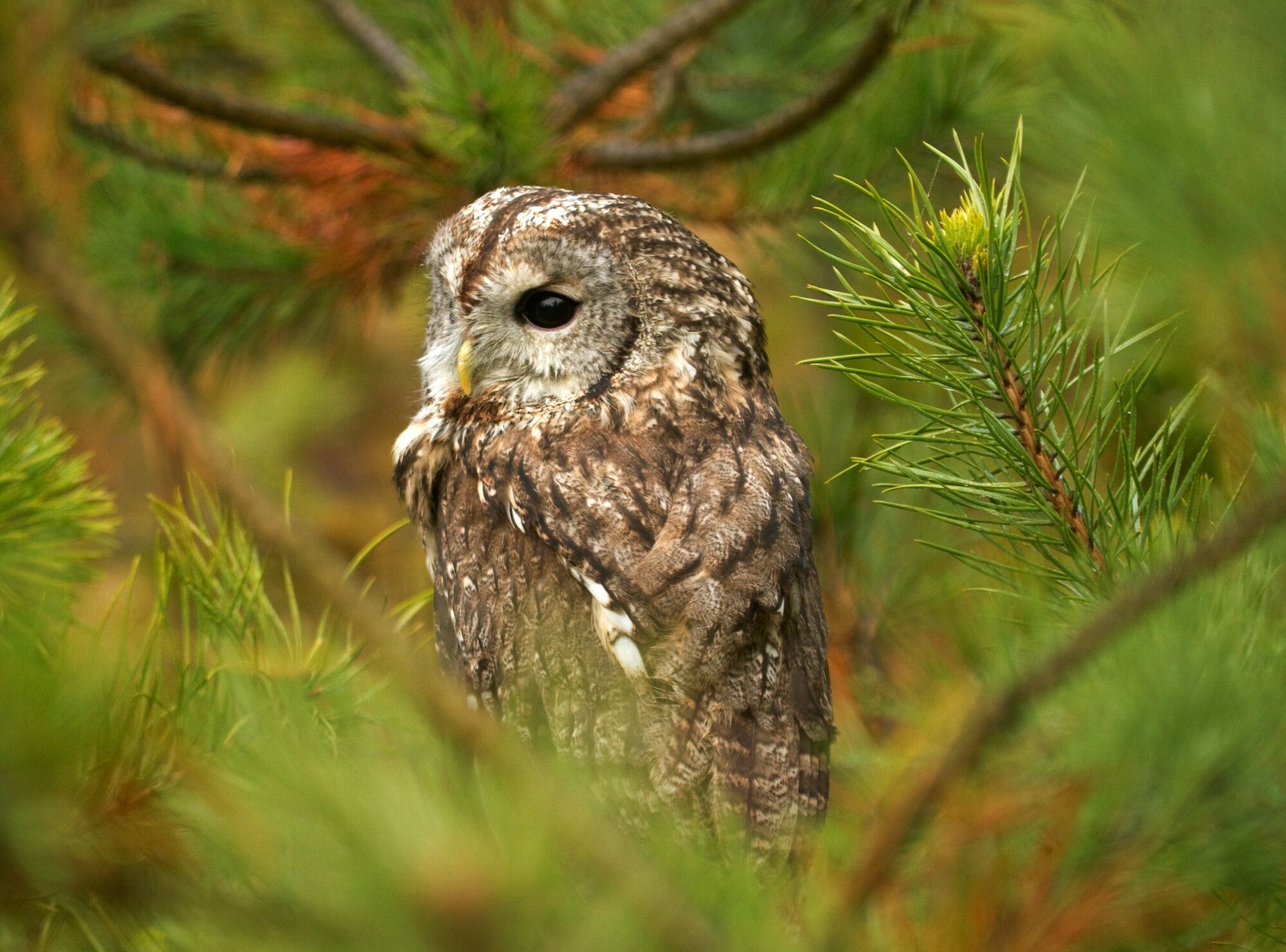 Waldkauz, Foto: Ralf Donat, Lizenz: Sielmanns Naturlandschaft Wanninchen
