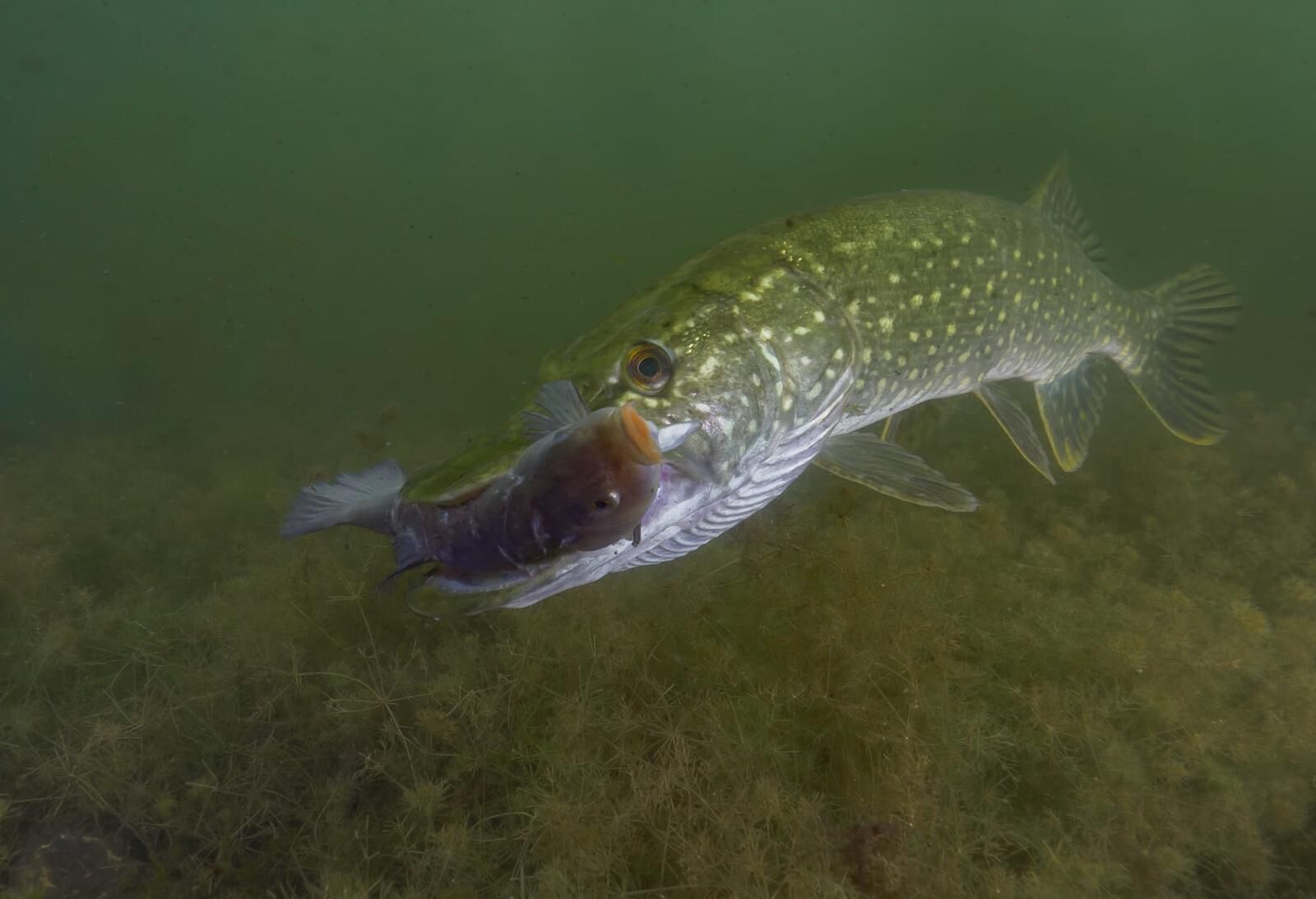 Hechtweibchen mit Schlei, Foto: Silke Oldorff, Lizenz: Naturpark Stechlin-Ruppiner Land