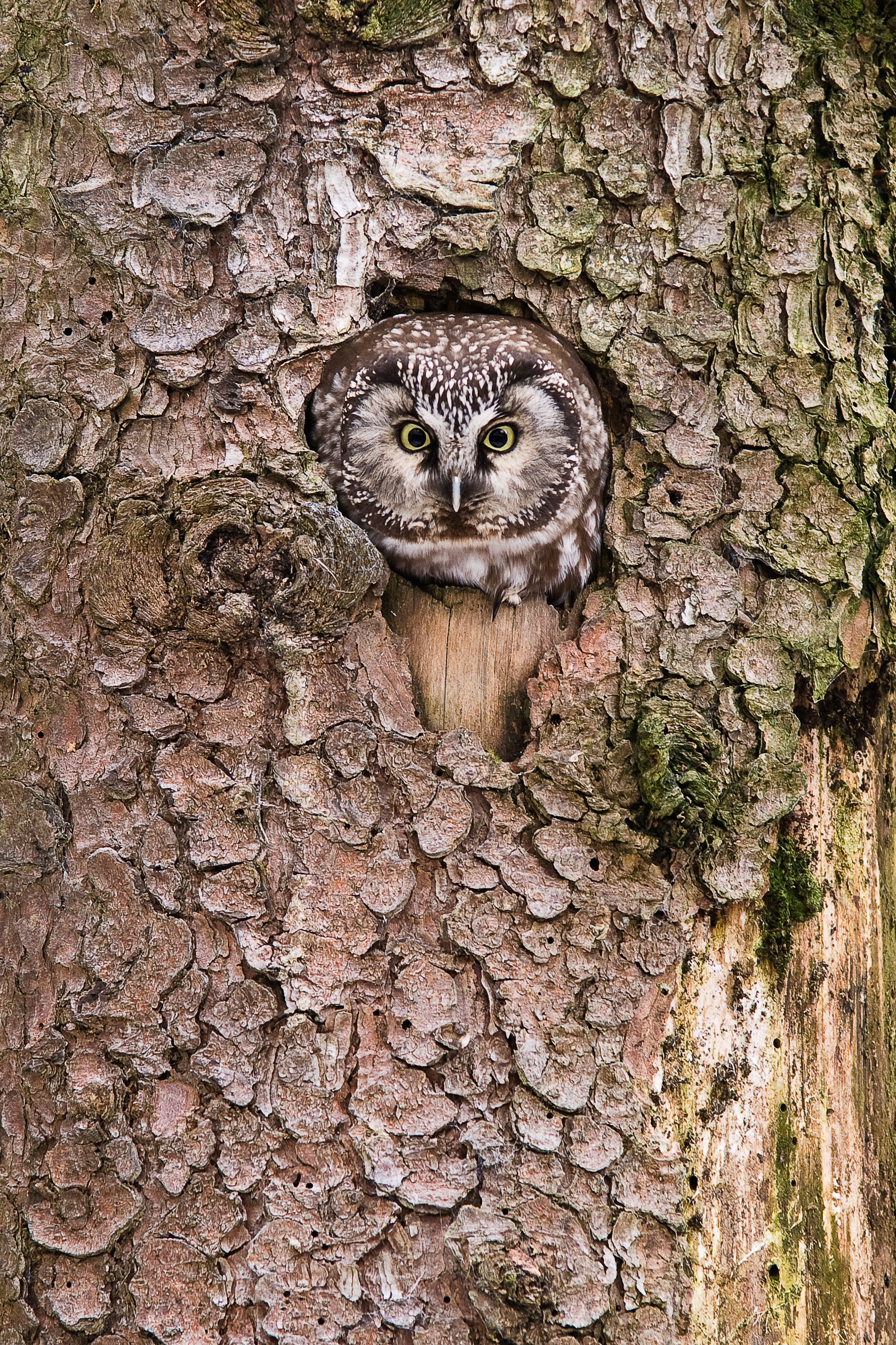 Foto: AdobeStock_25848738_Rauhfußkauz in Spechthöhle_ Artusius