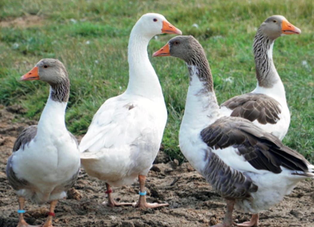 Foto: U. Fritz, Lizenz: Uckermärkische Literaturgesellschaft e.V.
