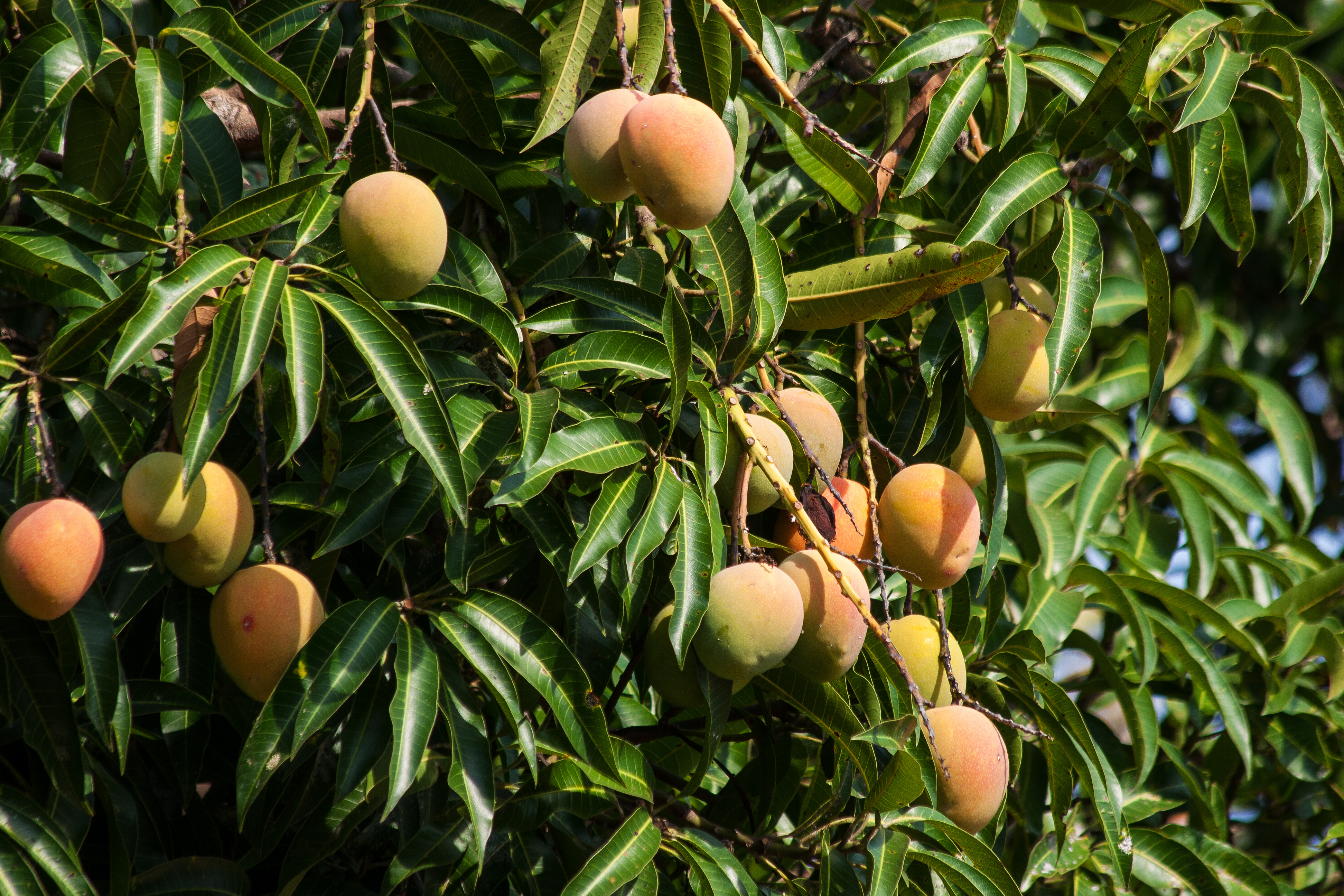 Obstbaumschnittkurs: Ein Fachweiterbildung für vitale Gärten