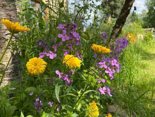 Flower Farm Selbstpflücken, das letzte Mal 2026!