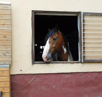 Foto: Pferdesportverein Töplitz e.V., Lizenz: Pferdesportverein Töplitz e.V.