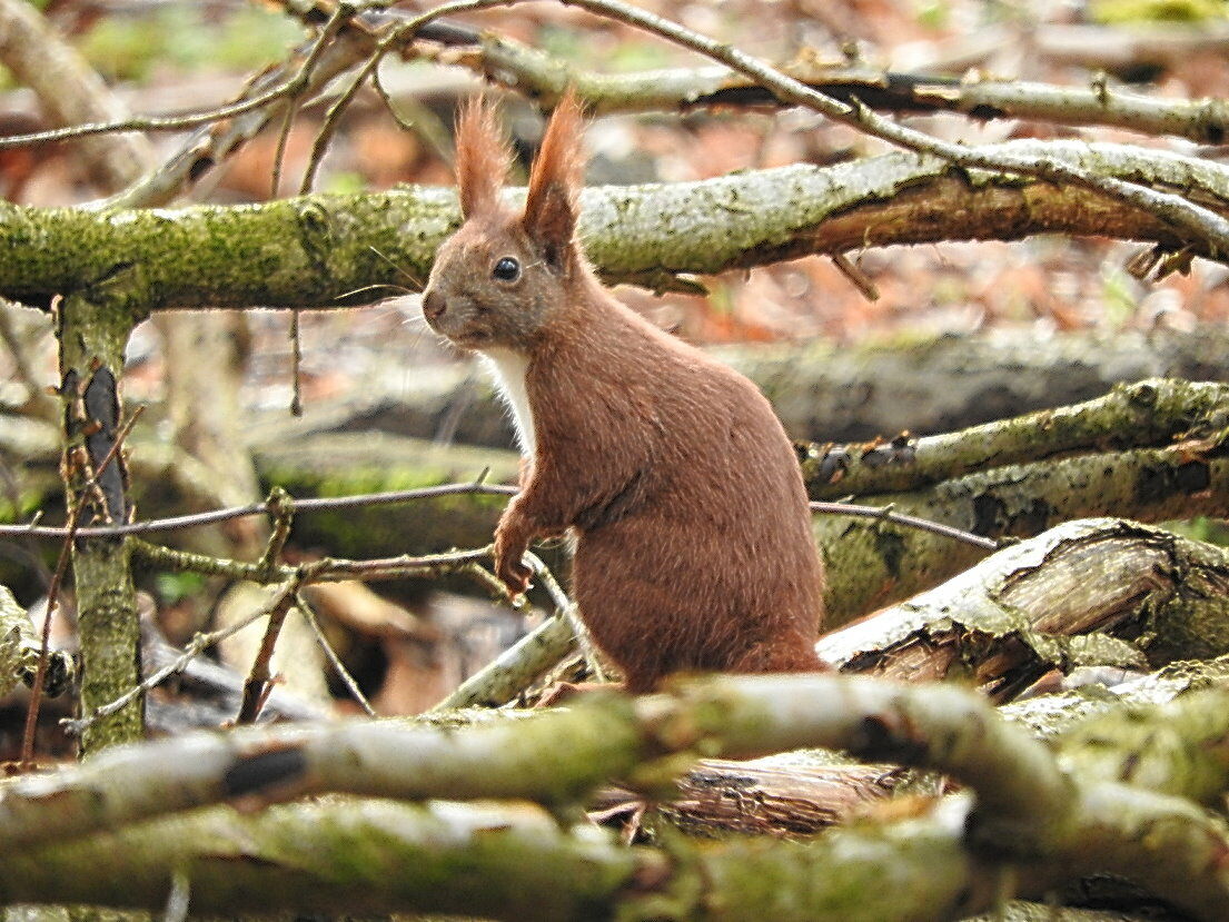 Eichhörnchen, Foto: Wolfgang Schmidt, Lizenz: Wolfgang Schmidt