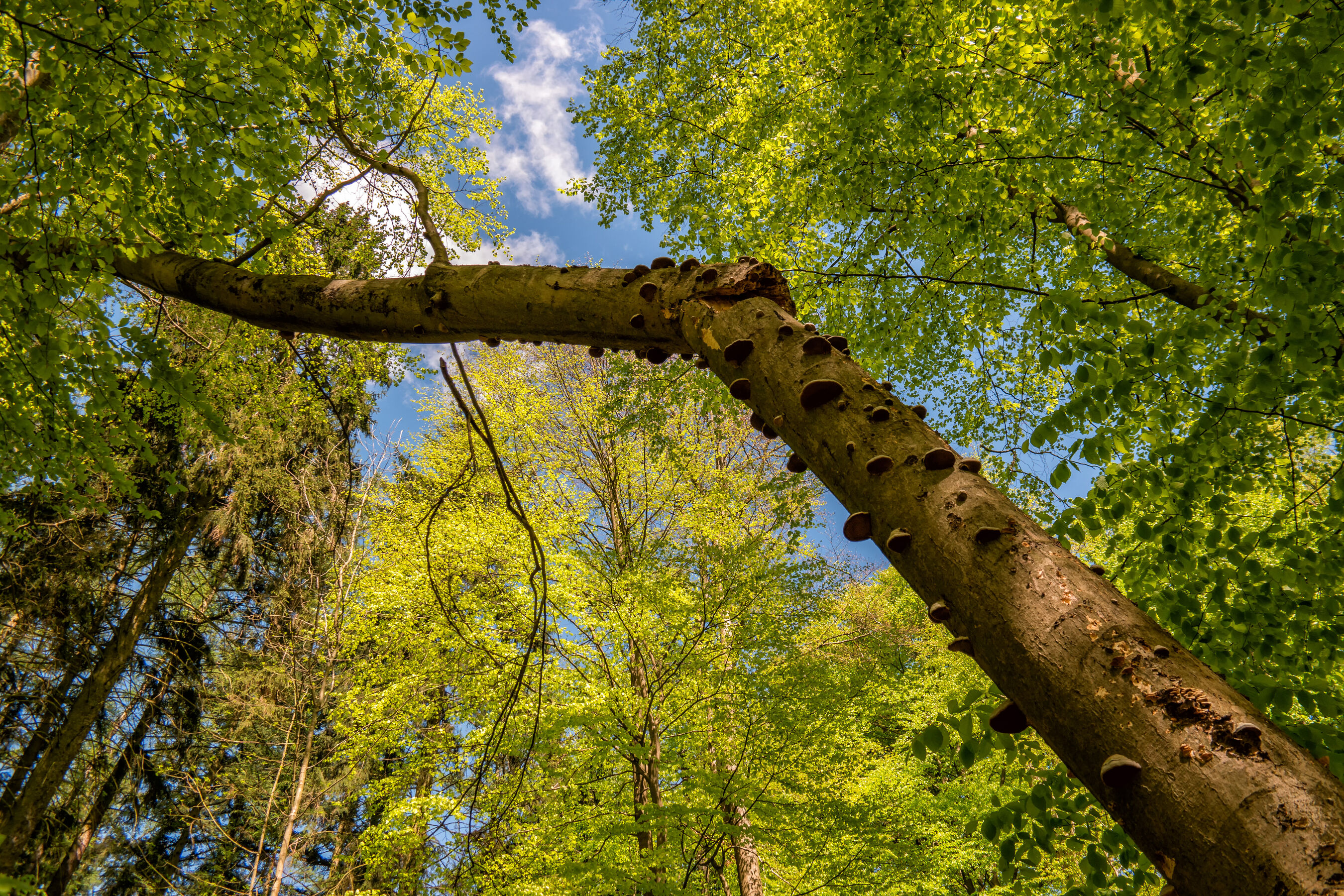Buchenwald Grumsin, Foto: M.Komm, Lizenz: M.Komm