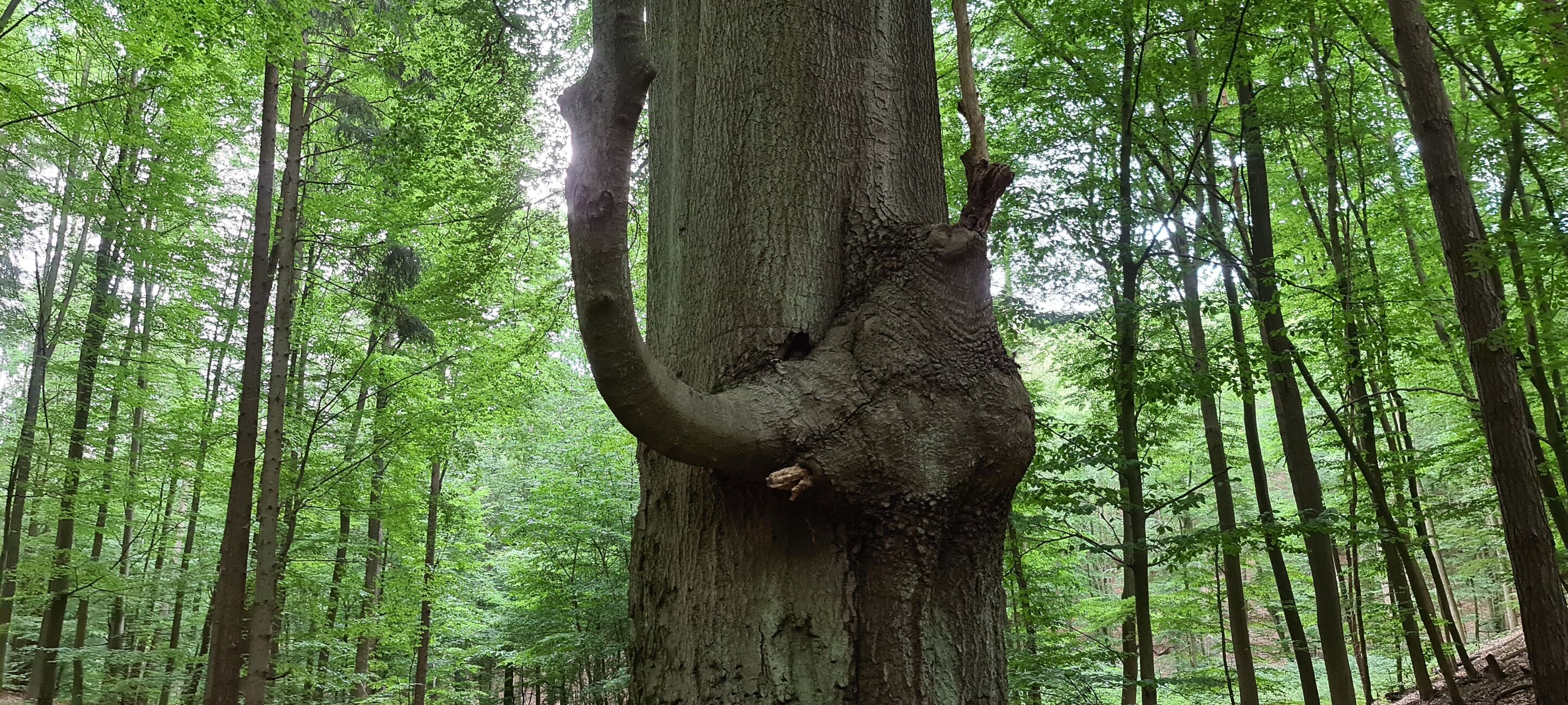 Elefant, Foto: Bernd Müller, Lizenz: NaturFreunde Oberbarnim e.V.