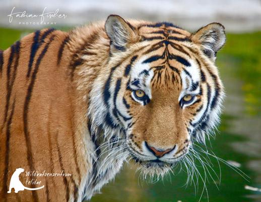 Wildkatzen im Weihnachtslicht – beim Lebendigen Adventskalender Biesenthal