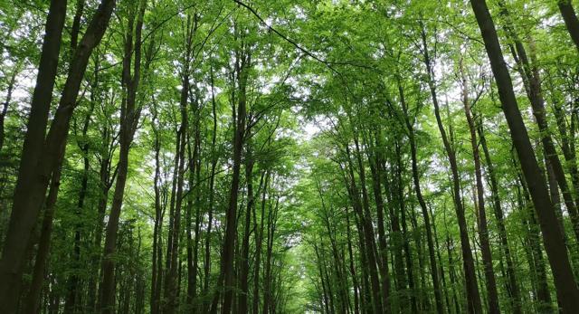 Kreativ mit Naturmaterialien  Wilde Werkstatt am Lottschesee. Workshop für Groß und Klein.