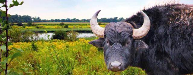 Tuchener Tage: Konzert Solina Cello