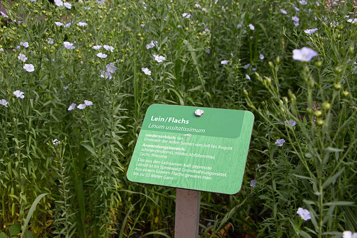 Von Öl, Flachs und Leinen – Eine alte Kulturpflanze im Rampenlicht