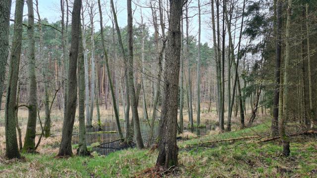 Bernauer Kräuterwanderungen