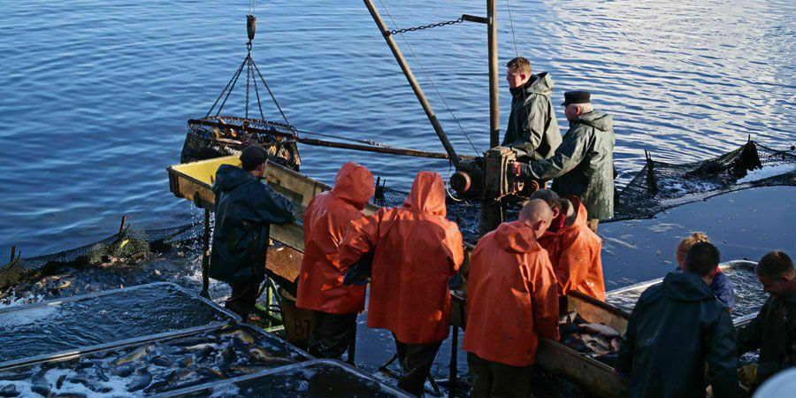 Abfischen am Hälterteich, Foto: Amt Peitz, Lizenz: Amt Peitz