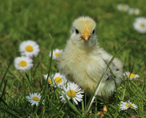 Osterfeuer mit der Band Blind Bankers