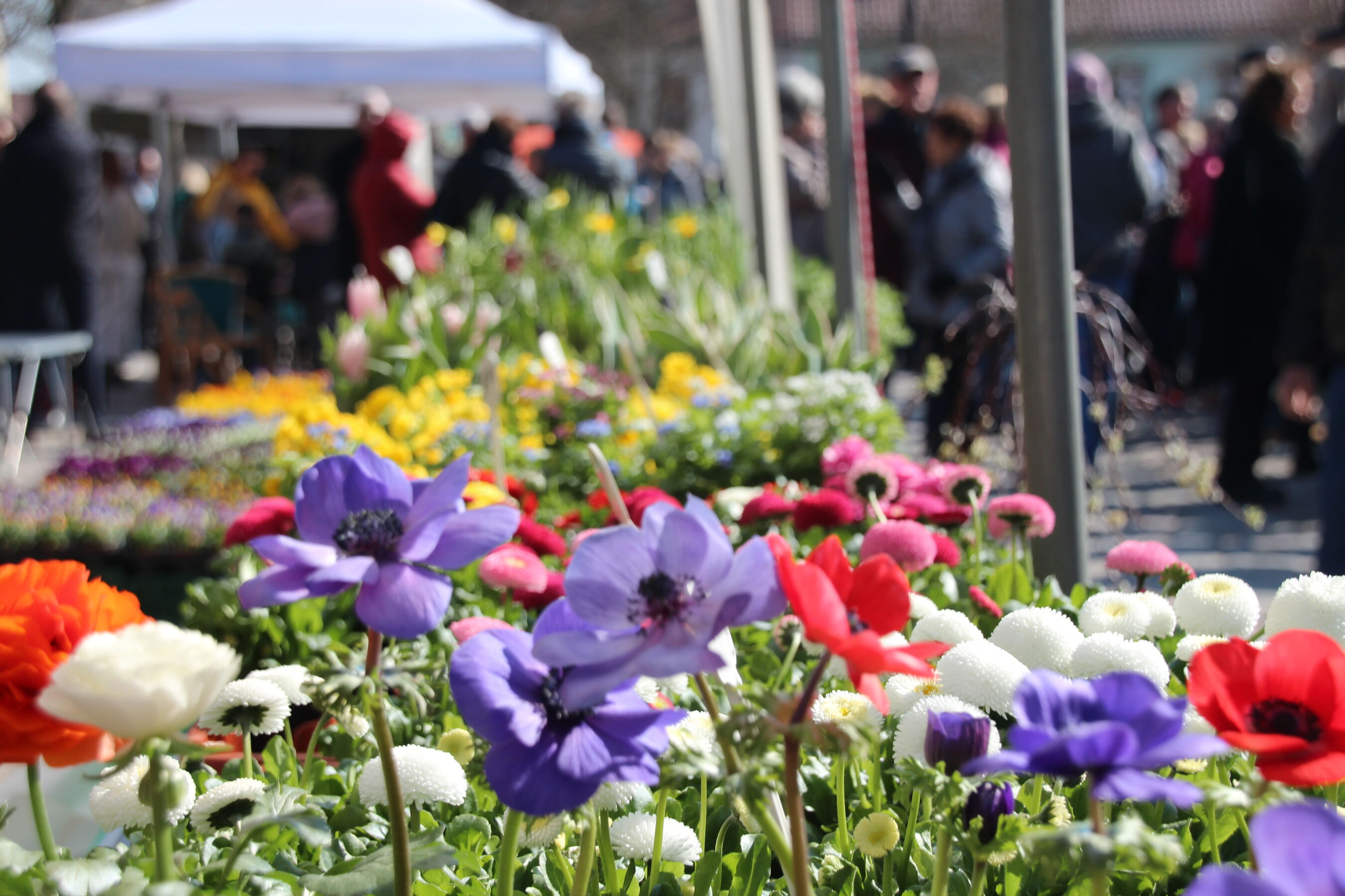 Frühlingsfest Templin, Foto: TMT GmbH
