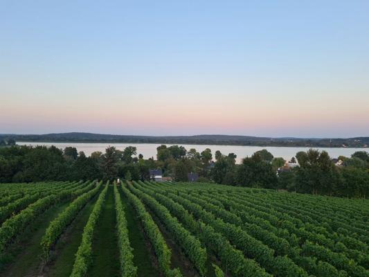 Weinberg Havelblick, Foto: Stadt Werder (Havel), Lizenz: Stadt Werder (Havel)