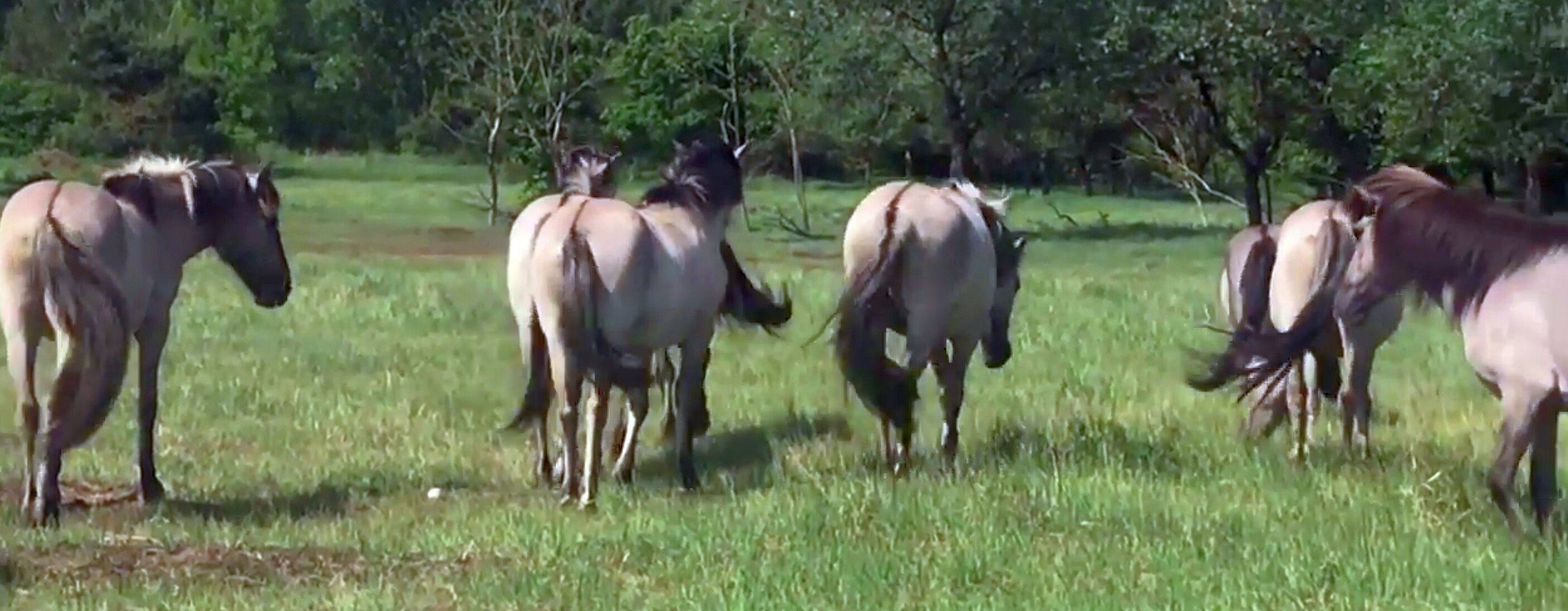 Koniks - tierische Landschaftspfleger auf den ehemligen Rieselfeldern Hobrechtsfelde