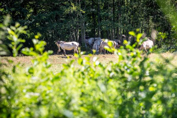 RangerTour: Finowkanalgeflüster – Paddelnd ins Biosphärenrerservat
