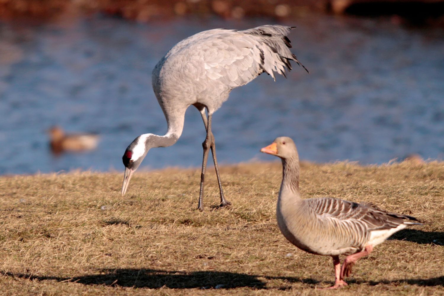 Gans mit Kranich, Foto: Ralf Donat, Lizenz: Sielmanns Naturlandschaft Wanninchen