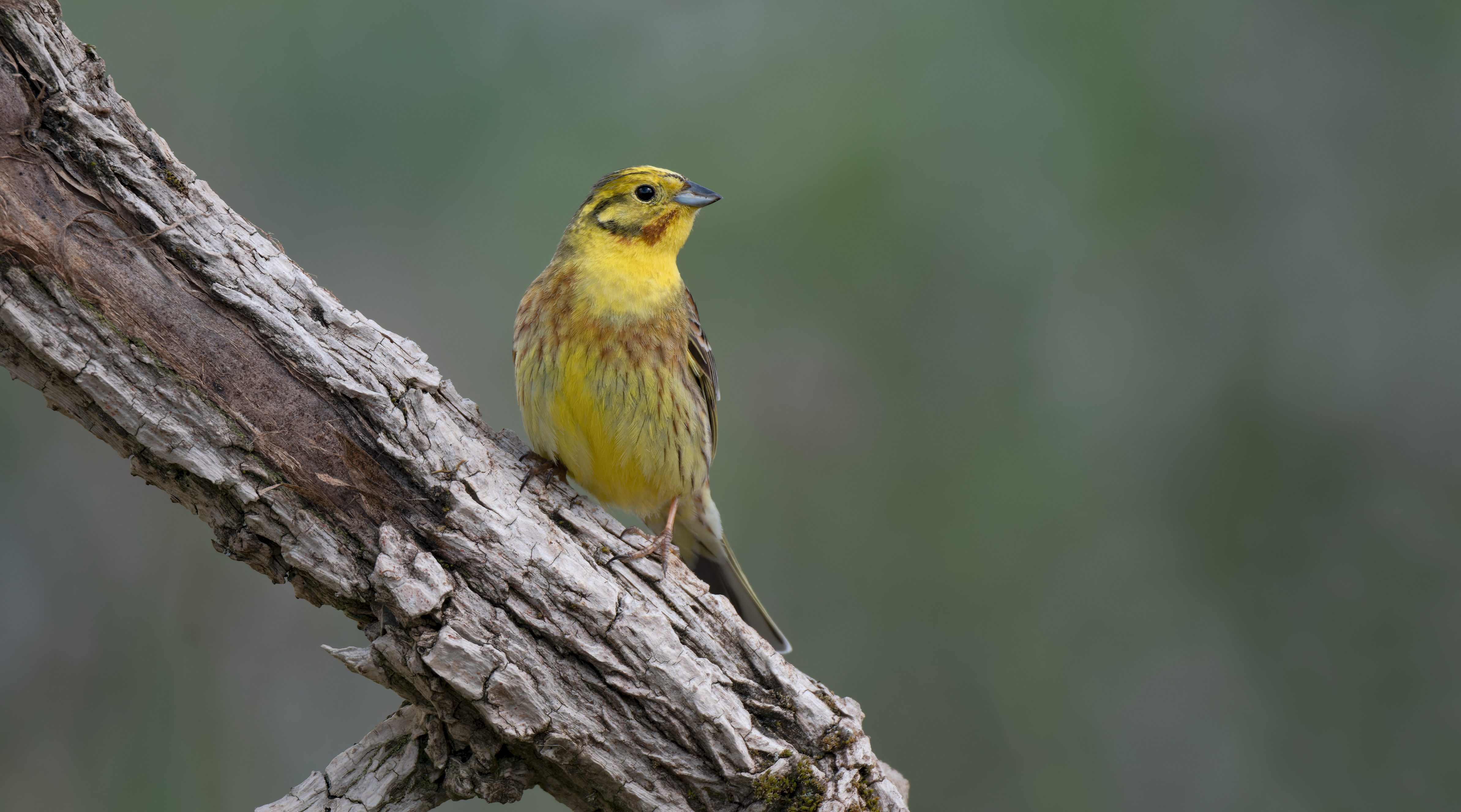 Foto: Gabi Franz, Lizenz: Stiftung NaturSchutzFonds Brandenburg