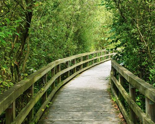 RangerTour: Die verborgene Welt der Moore – eine Tour um die Eichwerder Moorwiesen