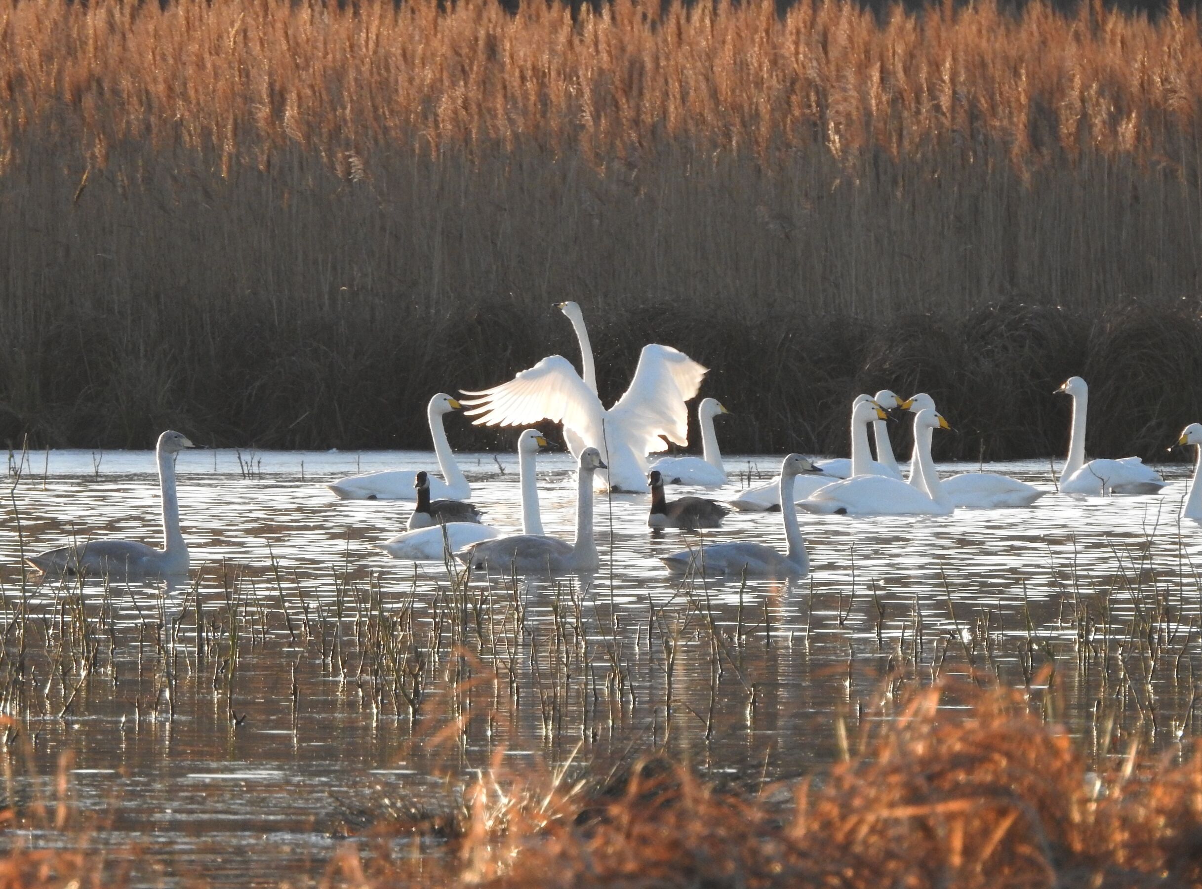 Singschwäne im Morgenlicht, Foto: Ricarda Rath, Lizenz: Naturwacht Brandenburg