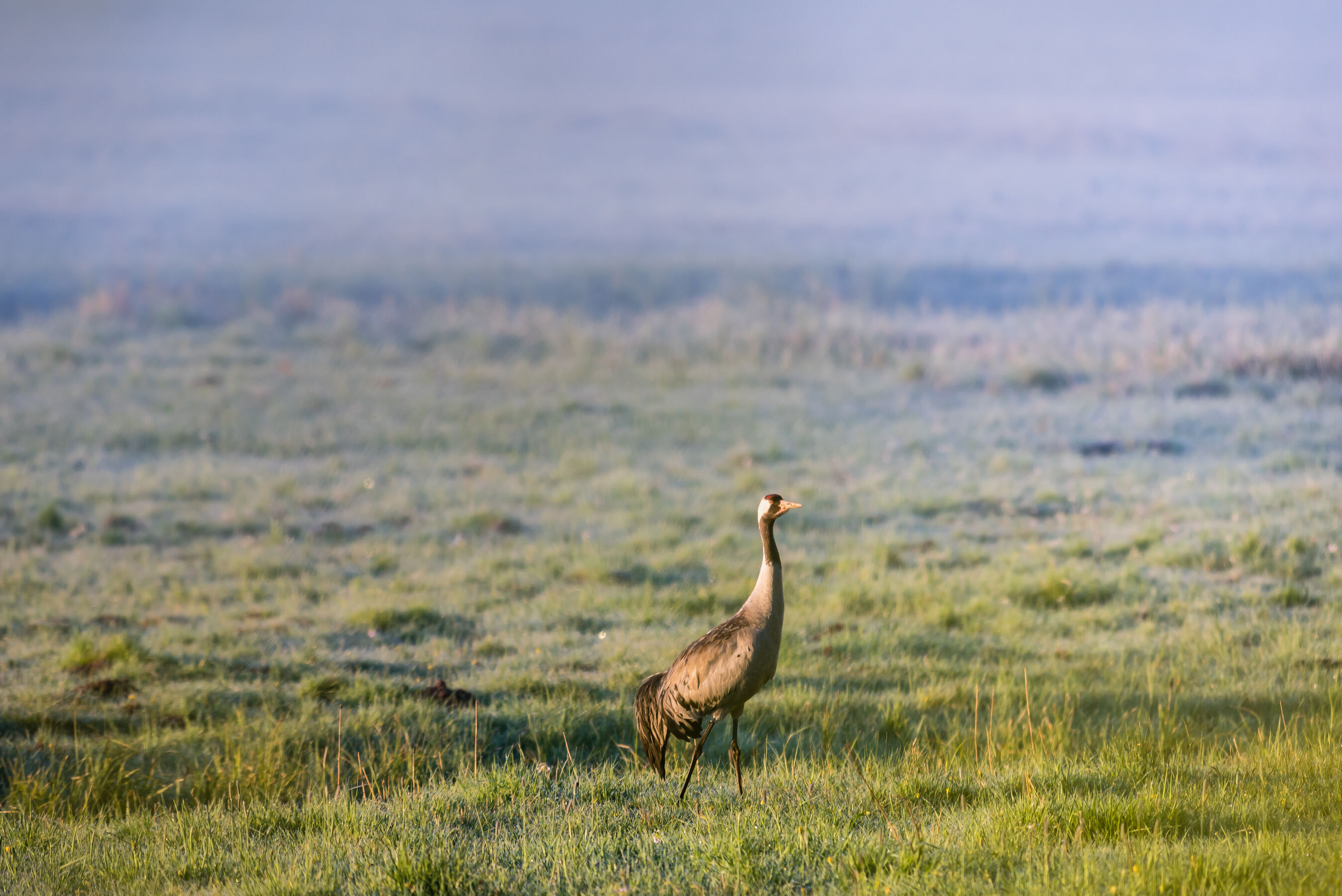 Vogel, Foto: Markus Tiemann, Lizenz: Tourismusverband Prignitz