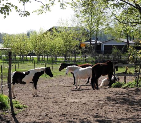 Foto: Pferdesportverein Töplitz e.V., Lizenz: Pferdesportverein Töplitz e.V.