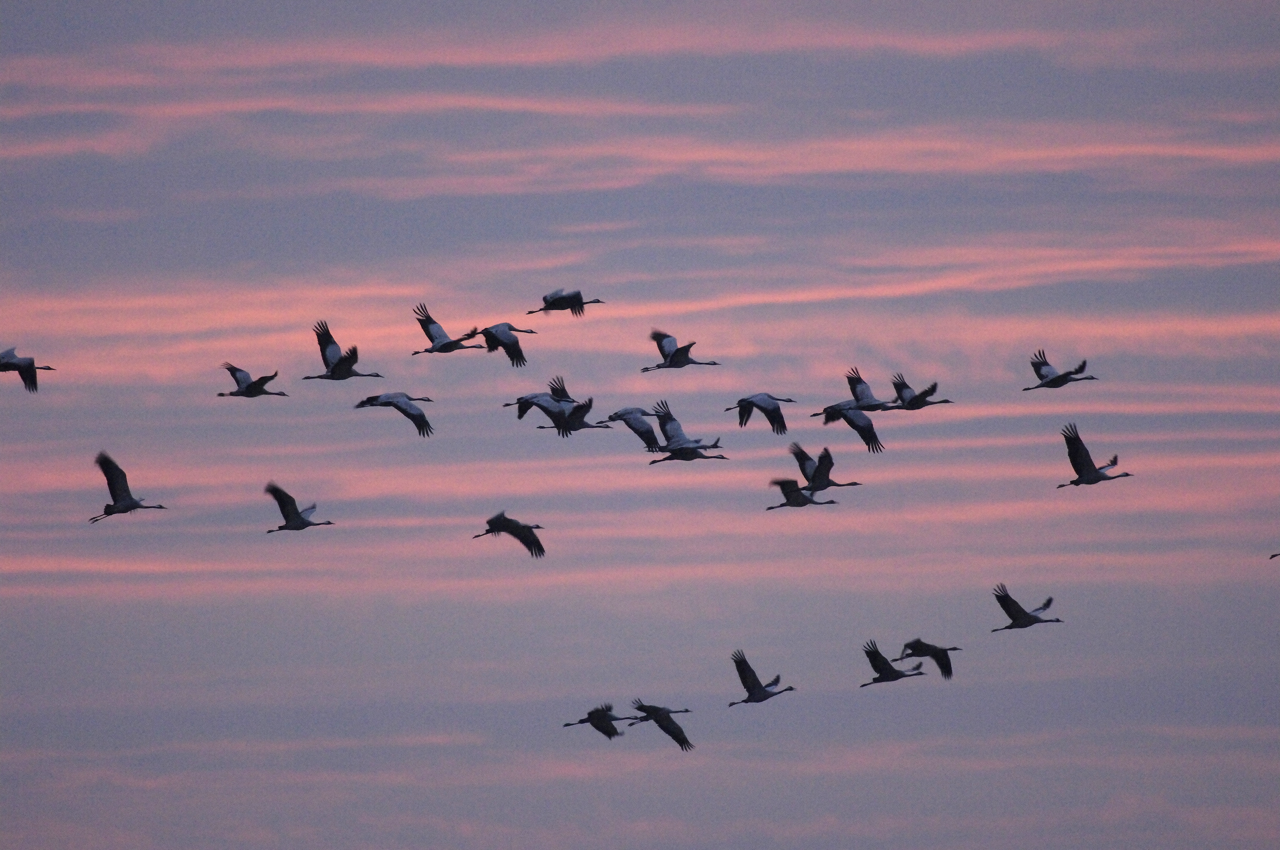 Foto: Tom Dove, Lizenz: Tom Dove