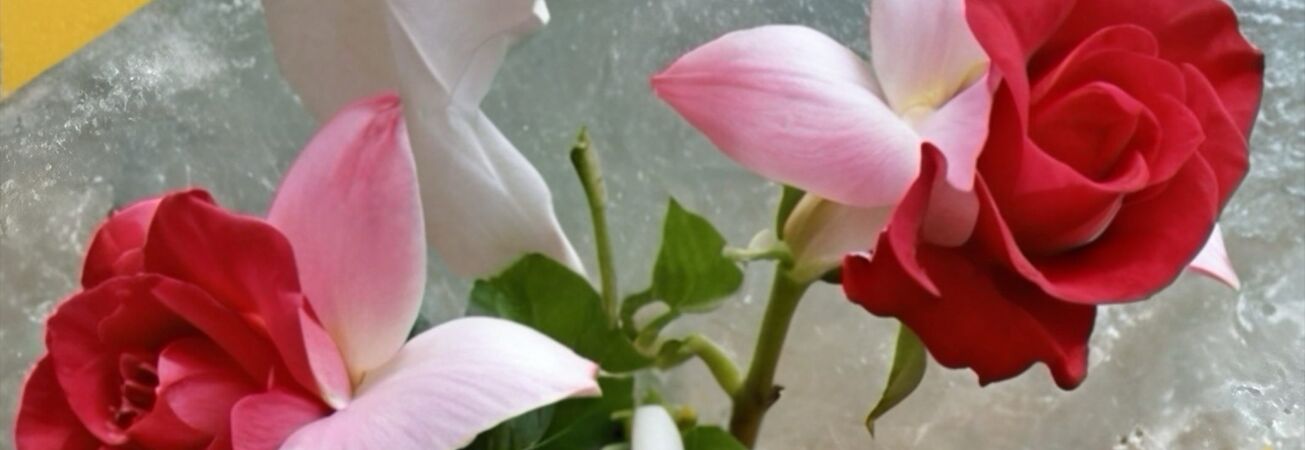 Romantiker - 2. Symphoniekonzert, Foto: Dr. Alexander Busche