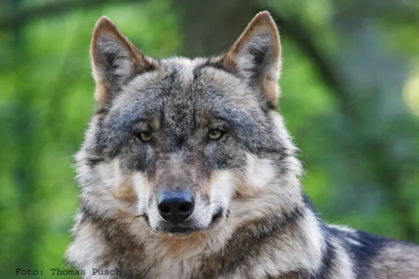 Naturparkgespräch: Der Wolf – ein ungeliebter Nachbar?