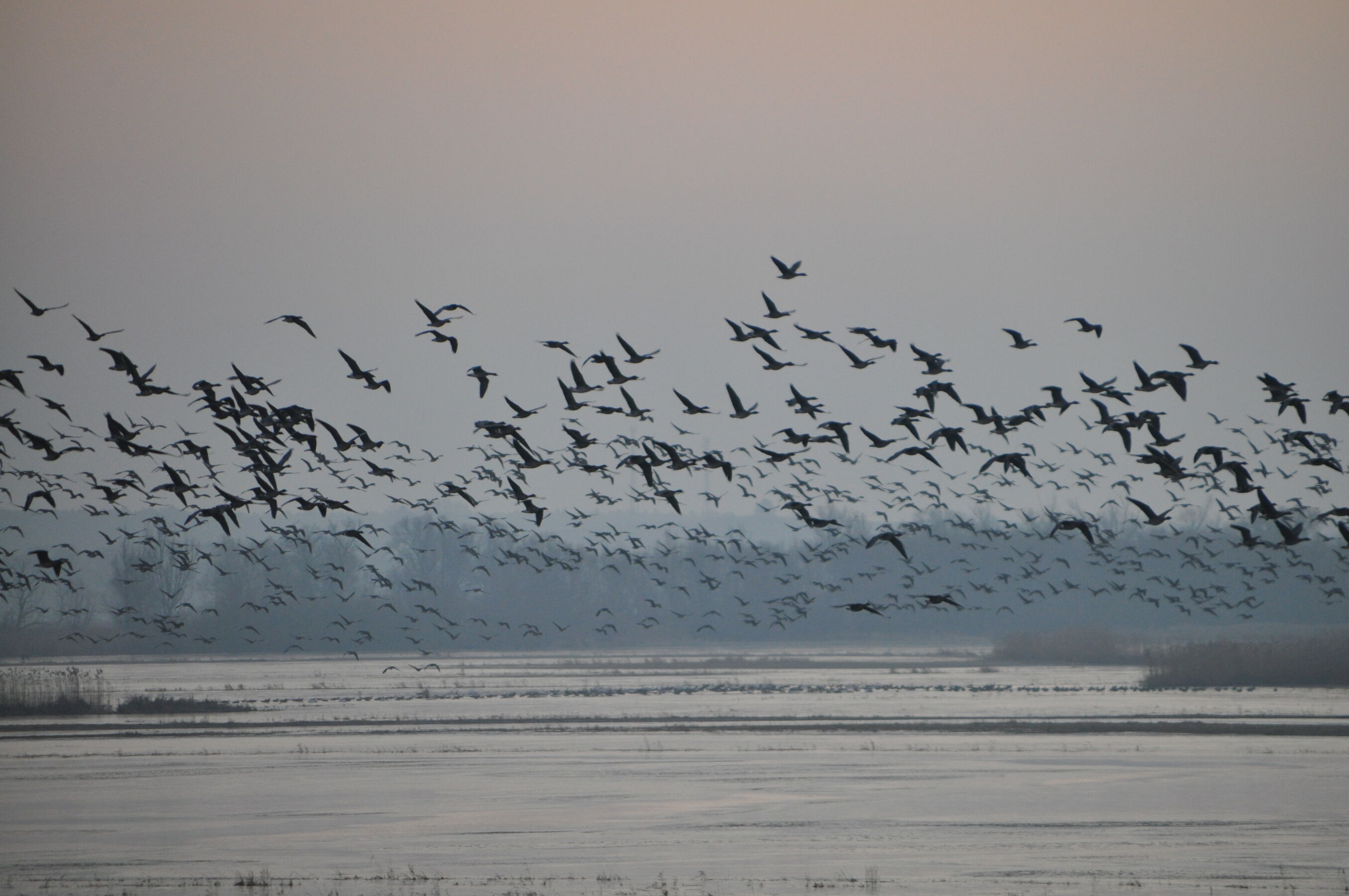 Vogelschwärme auf dem Zug nach Süden, Foto: M.Kreiling, Lizenz: NaturSchutzFonds Brandenburg