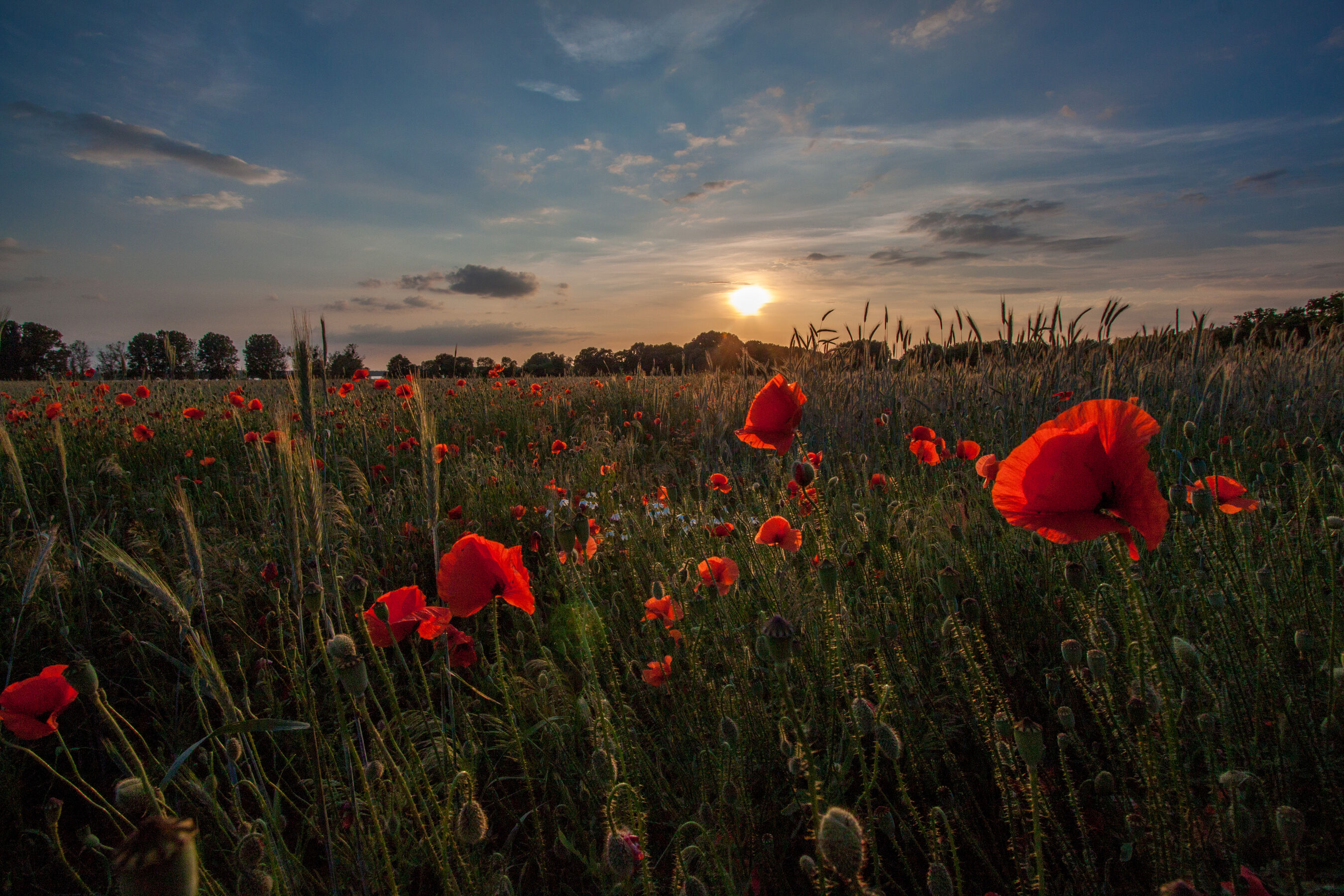Mohnfeld im Sonnenuntergang., Foto: Michael Zauft, Lizenz: NaturSchutzFonds Brandenburg