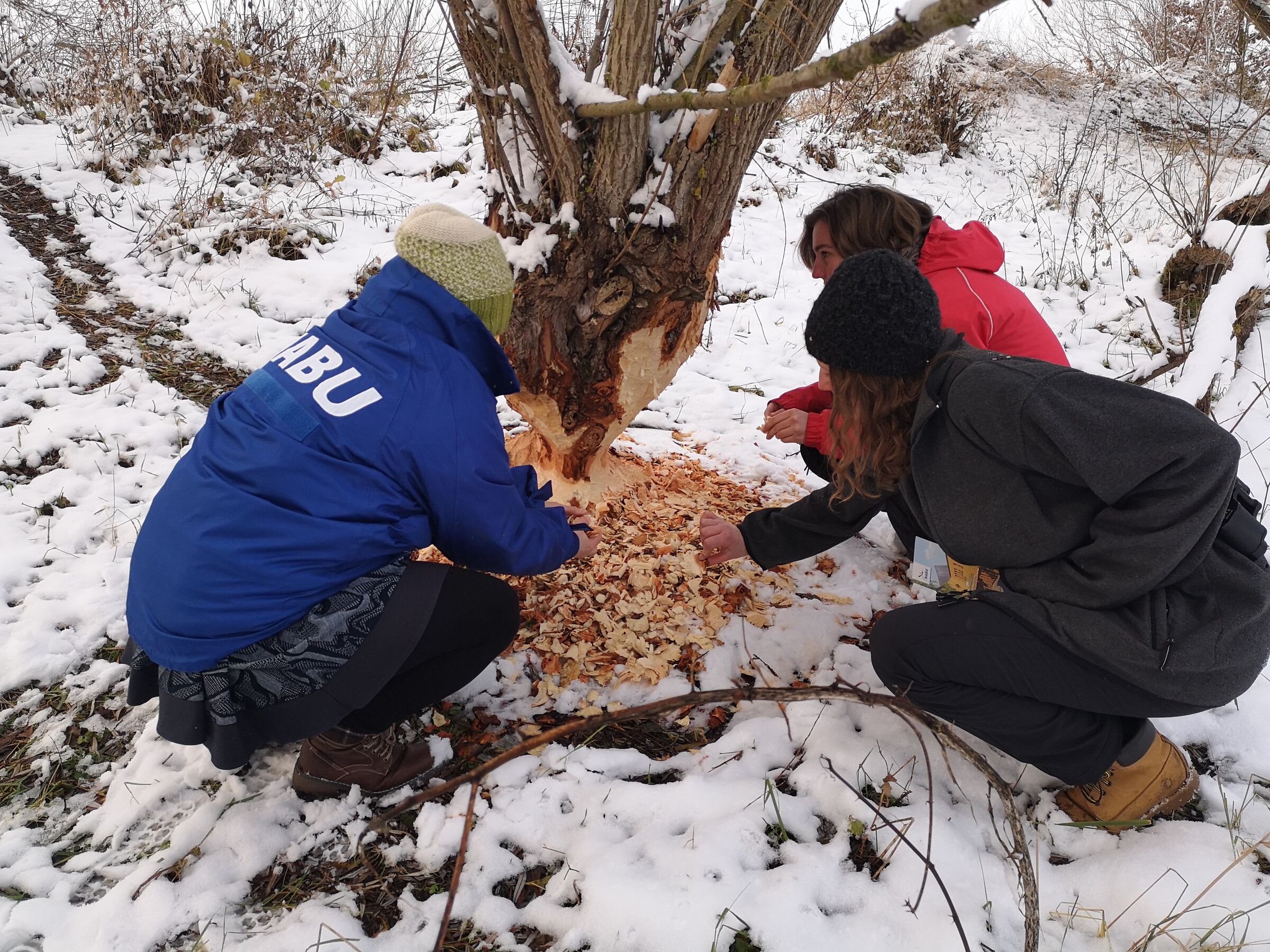 Biberspur, Foto: NABU, Lizenz: NABU