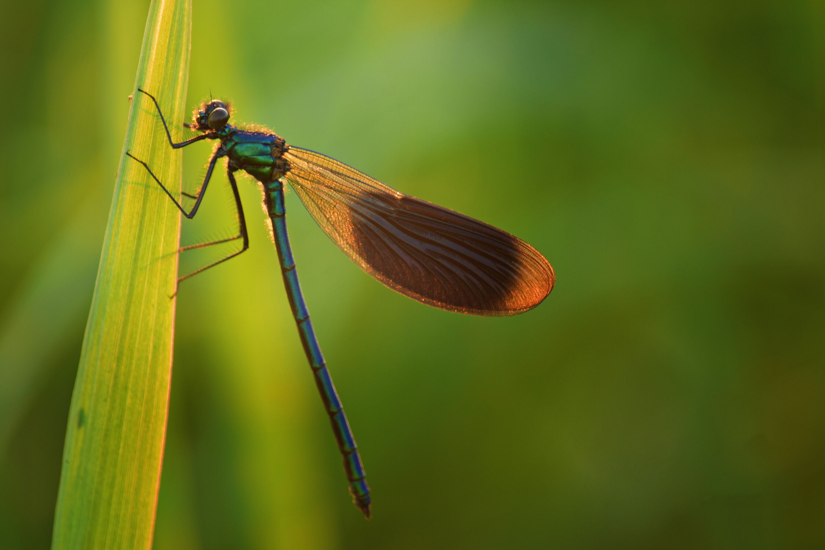 Gebänderte Prachtlibelle, Foto: Mario Herzog, Lizenz: Naturschutzfonds Brandenburg