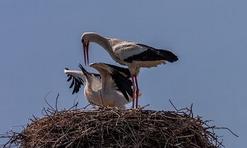 Foto: M.Komm, Lizenz: M.Komm