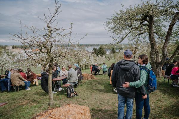 Baumblüte auf den Plantagen, Foto: Manuel Gutjah, Lizenz: Stadt Werder (Havel)