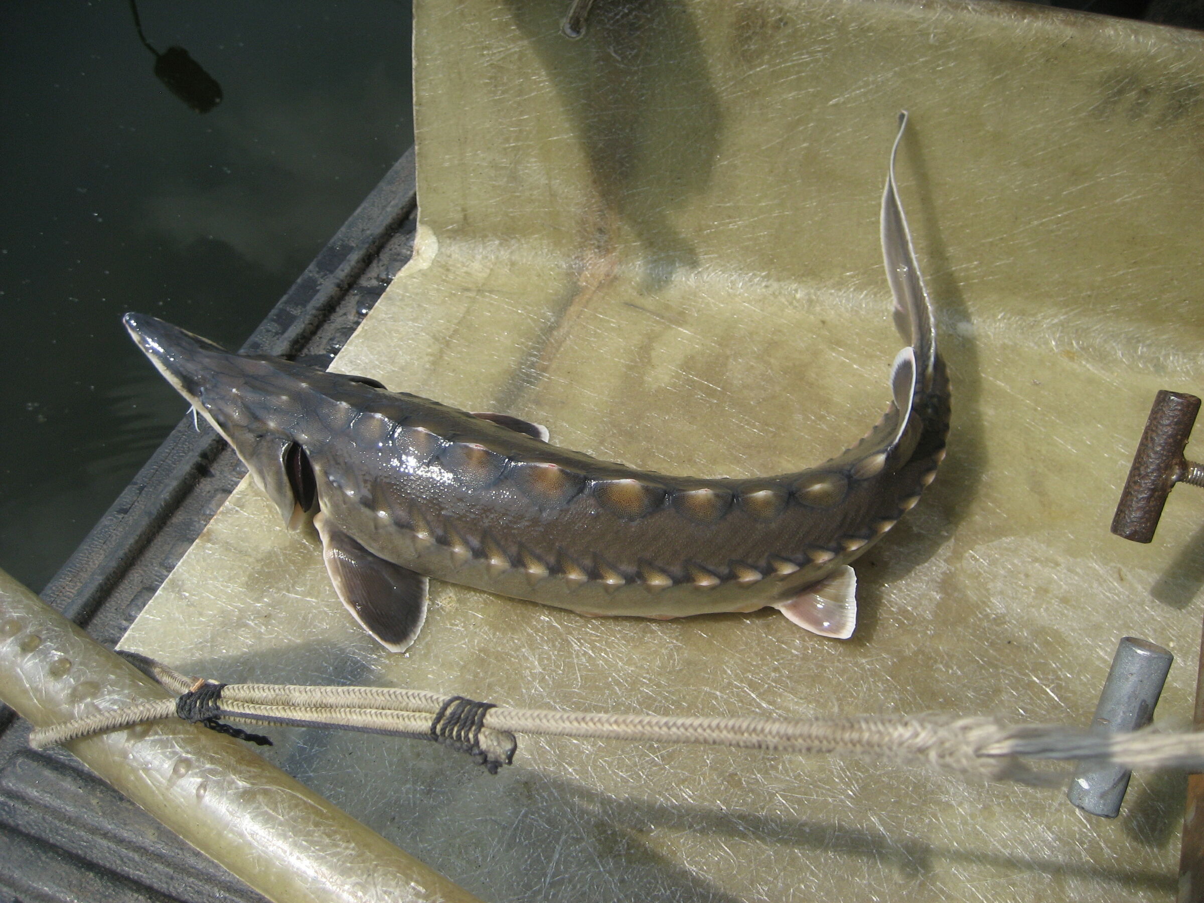 Baltischer Stör, Foto: NABU, Lizenz: NABU