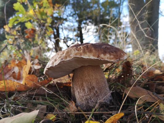 Pilz-Lehrwanderung für die ganze Familie