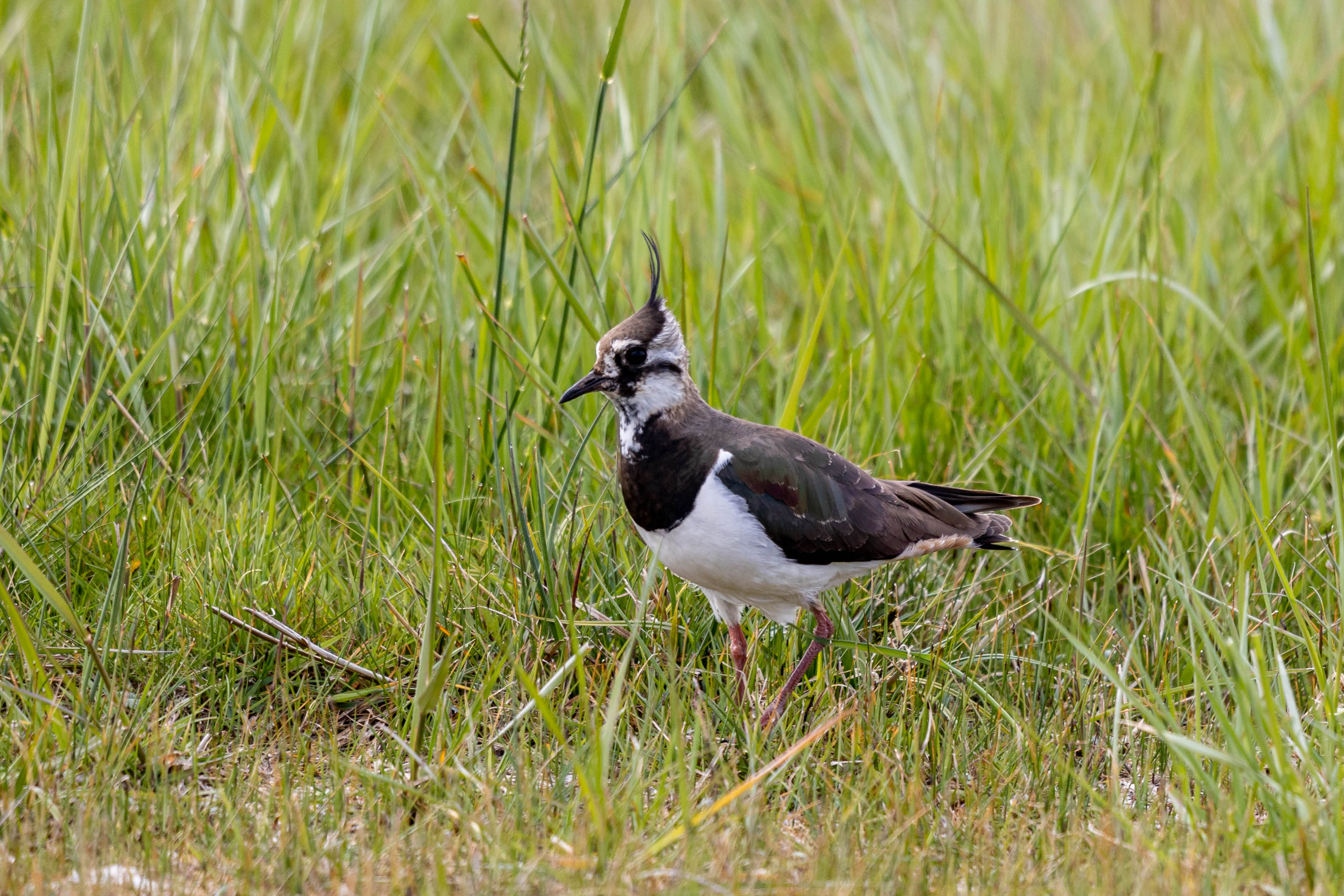Foto: M.Krüger, Lizenz: M.Krüger