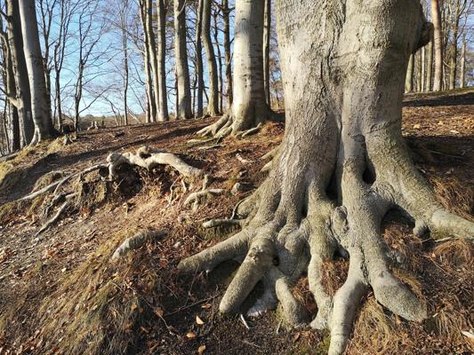 Herbstwanderung durchs Biesenthaler Becken