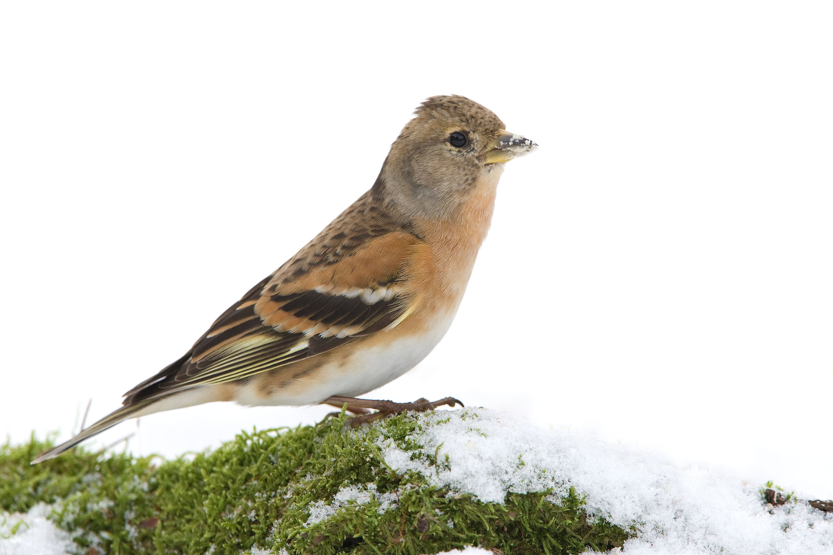 Bergfink, Foto: Derer, Lizenz: Derer