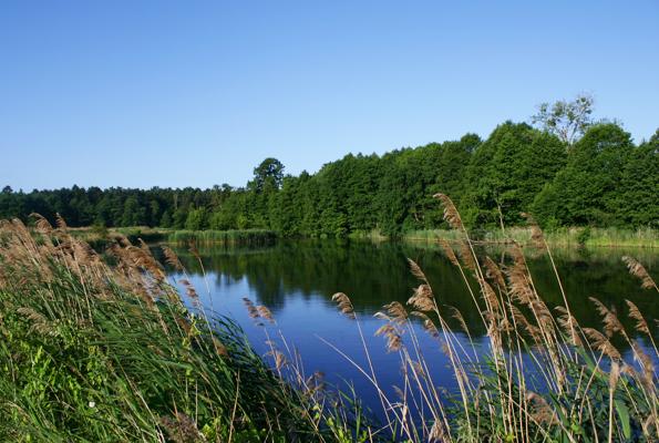 RangerTour: Finowkanalgeflüster – Paddelnd ins Biosphärenrerservat