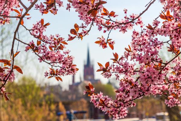 Blütenstadt Werder (Havel), Foto: Stock Foto, Lizenz: Stock Foto