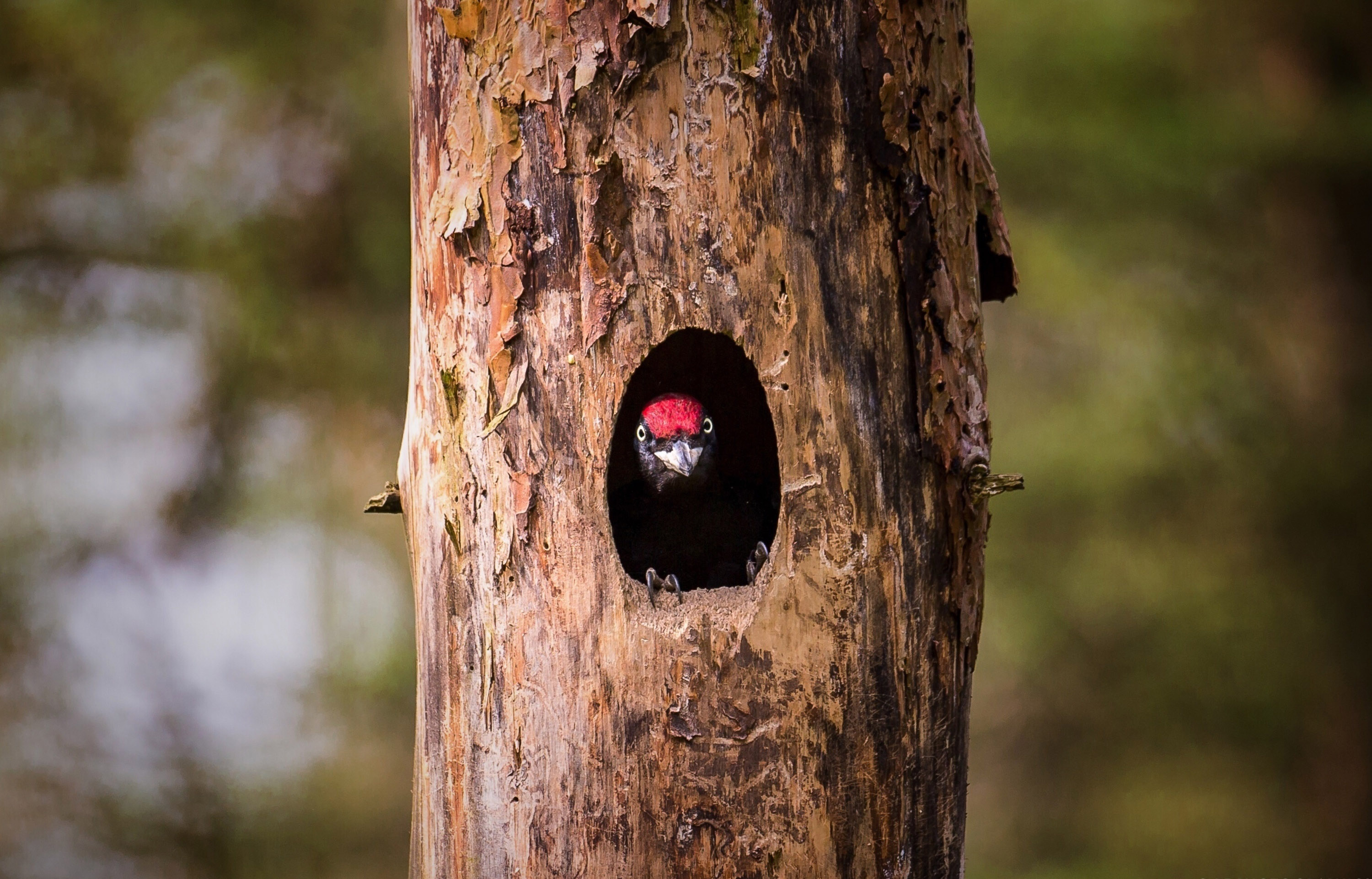 Foto: AdobeStock_197865119_Foto_benjamin, Lizenz: Heinz Sielmann Stiftung